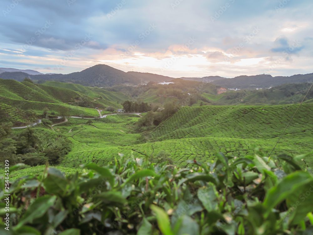 Green tea plantation Cameron highlands, Malaysia.