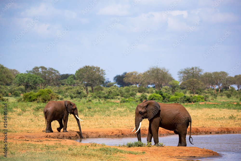 Red elephants on the waterhole in the savannah of Kenya