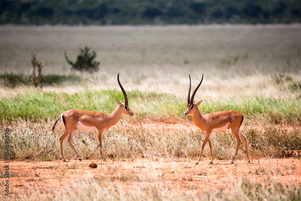 Naklejka premium An antelope in the grassland of the savannah in Kenya