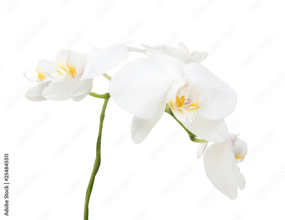 Fototapeta premium Branch of a white orchid