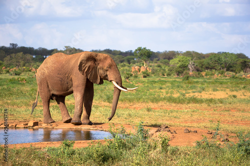 A big red elephant is walking on the bank of a water hole