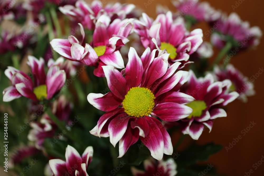 Obraz premium holiday flowers