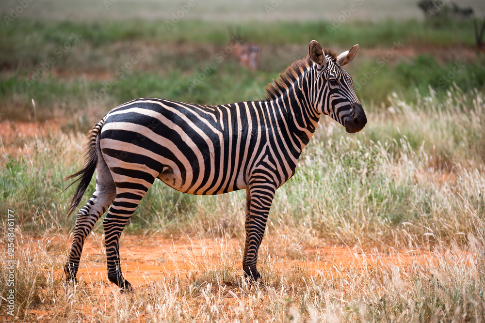 Zebras in the grass landscape of the savannah of Kenya Zebras in the grass landscape of the savannah of Kenya