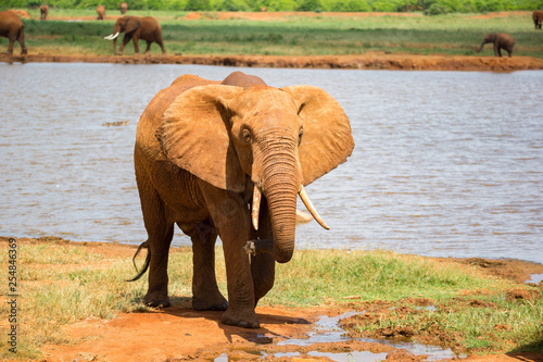 A red elephant drinks water from a water hole