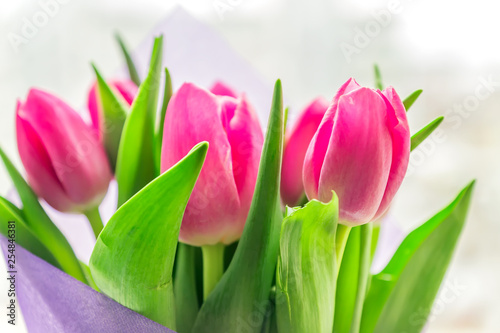 Beautiful spring bouquet of pink tulips. Close up  soft focus