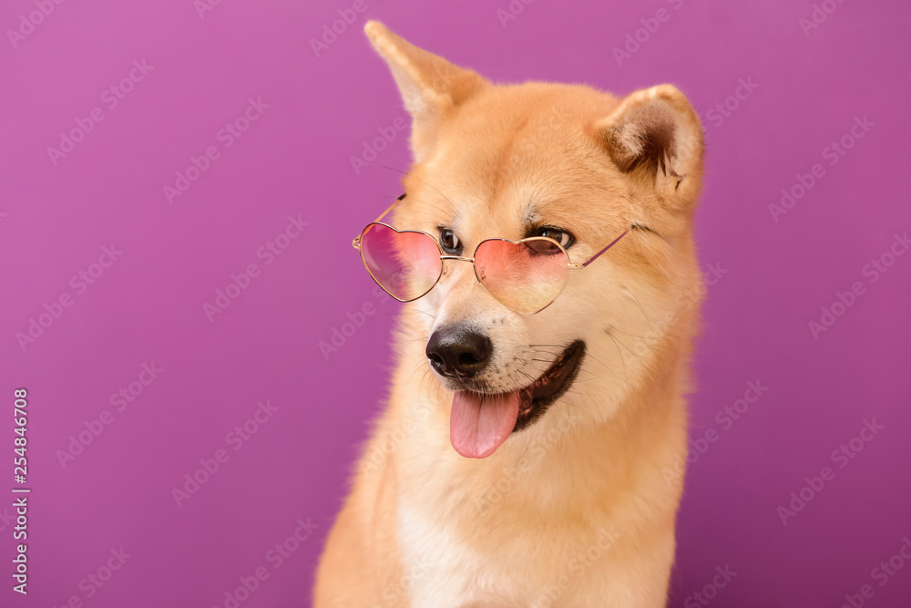 Cute Akita Inu dog with sunglasses on color background Cute Akita Inu dog with sunglasses on color background