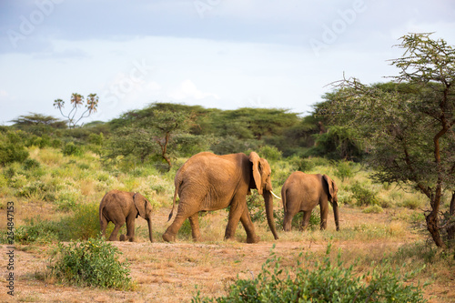 Eleophants walk in the savannah between the plants
