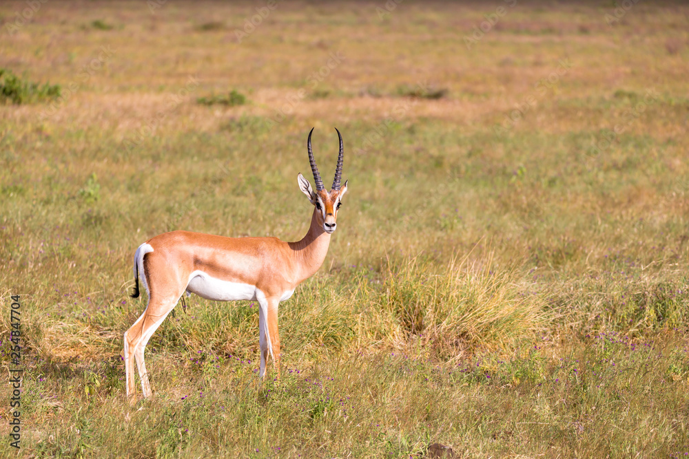 Fototapeta premium Native antelopes in the grasland of the Kenyan savannah