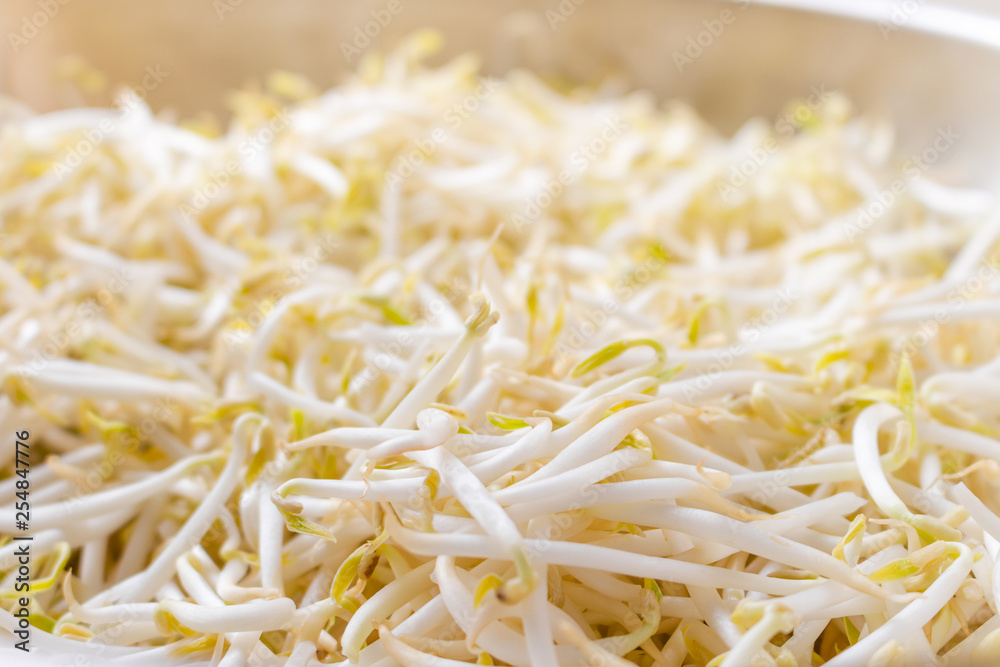 Close up. bean sprouts white fresh plant on a bowl