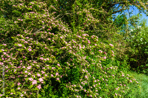 Fototapeta Naklejka Na Ścianę i Meble -  Blossoming branches of the hawthorn tree on spring