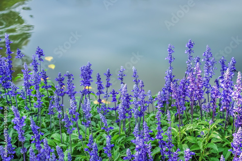 Colorful blue salvia flowers blooming near river water garden background