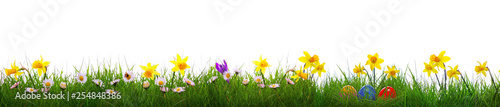 Green grass and yellow narcissus field .Colorful easter eggs.