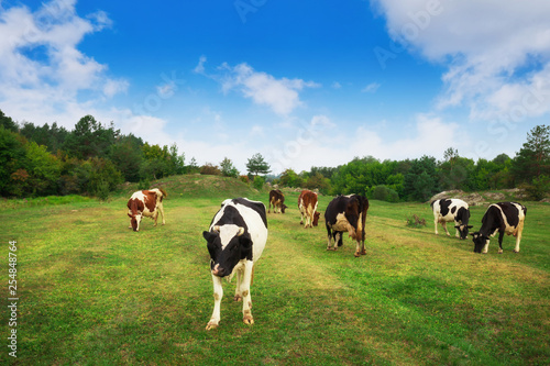 Cow at the green grass alpine meadow pasture at sunny day © Nickolay Khoroshkov