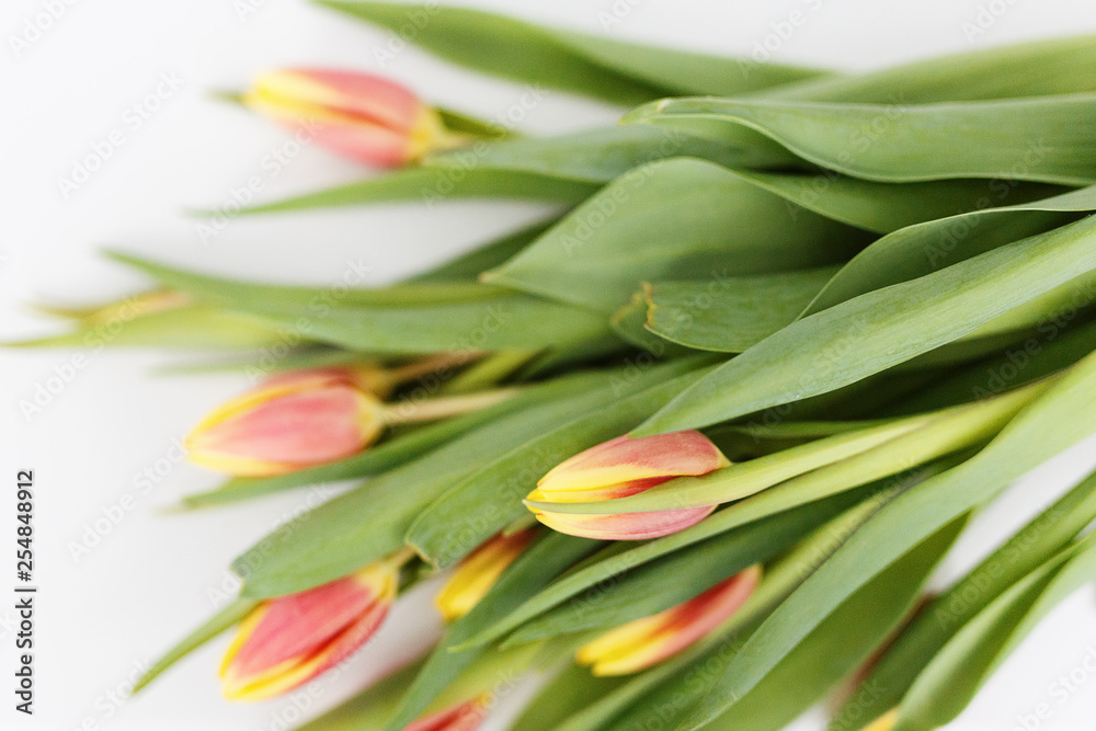 Bouquet of tulips, background red, blue, gift Bouquet of tulips, background red, blue, gift