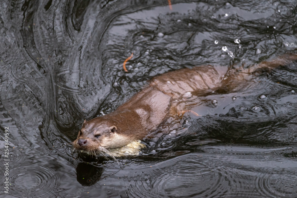 Obraz premium Otter swims fast and manoeuvrable through a pond