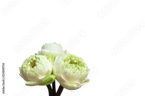 Design for three lotus flowers green buds, isolated on white. clipping path in the background