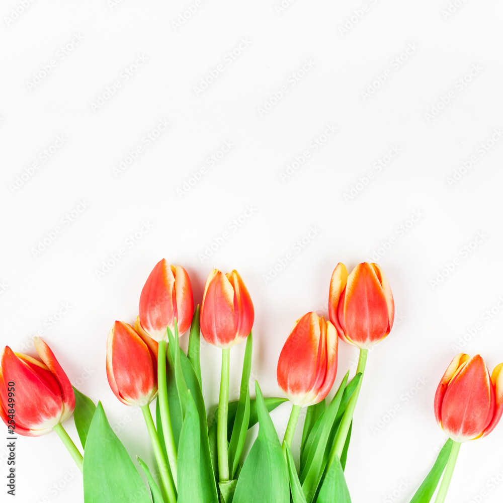 Red tulips flowers on white background Red tulips flowers on white background