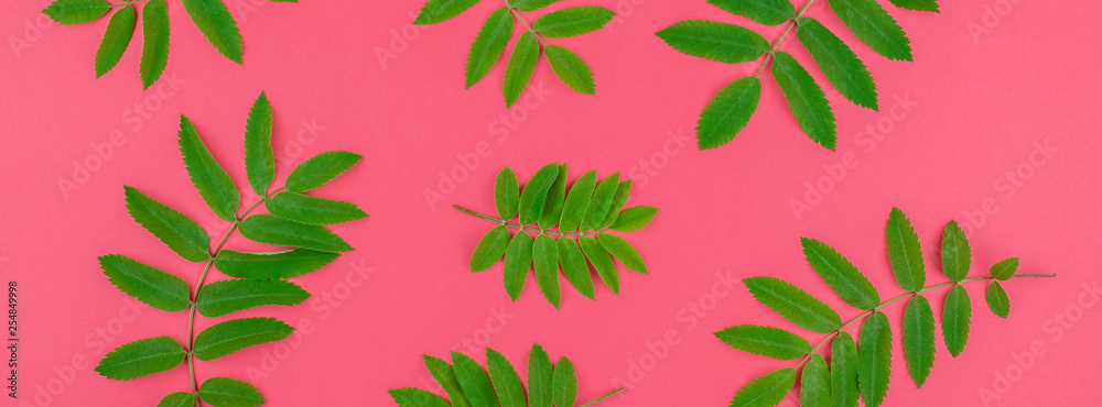 Green rowan tree leaves on bright pink background