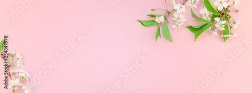White spring cherry tree blooming brunch © dvoevnore
