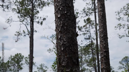 vertical pan dead pine tree photo