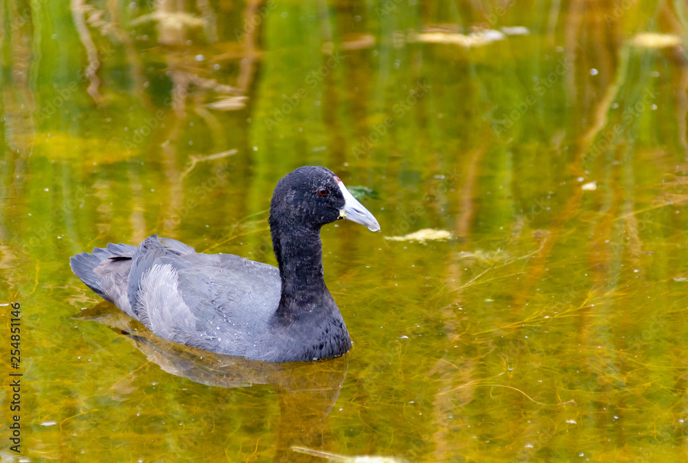 Fototapeta premium duck in the water