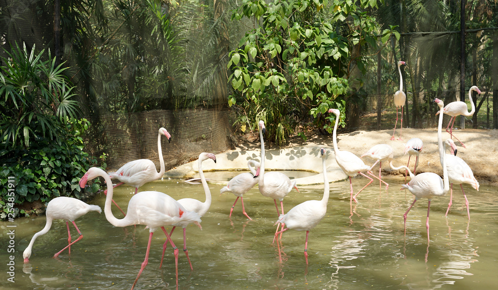 Paled pink color flamingo bird standing in the water Paled pink color flamingo bird standing in the water