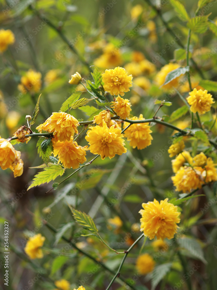 Kerria japonica pleniflora. Branches du Corète du Japon garnis de fleurs  doubles de couleur jaune profond Stock Photo | Adobe Stock