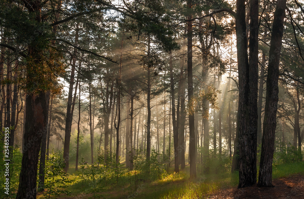 Fototapeta premium Morning. Walk in the woods. Sun rays.