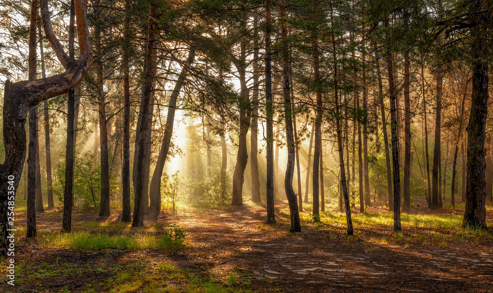 Morning. Walk in the woods. Sun rays.