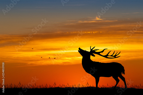 illustration of deer at sunset