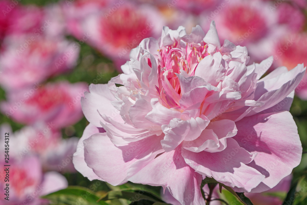 close up of pink peony flower in garden close up of pink peony flower in garden