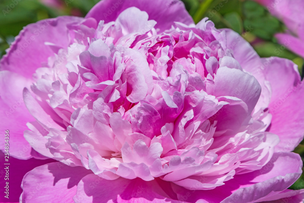 close up of purple peony flower in garden