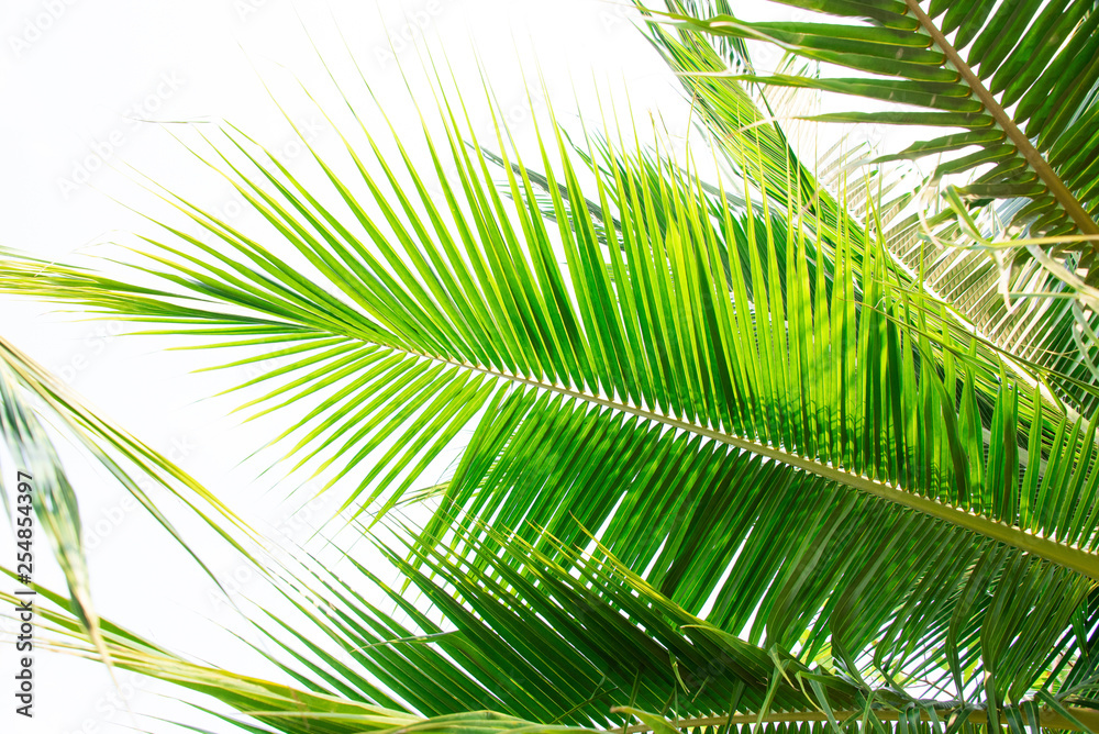 Detail of coconut trees leaf isolated on white background Detail of coconut trees leaf isolated on white background
