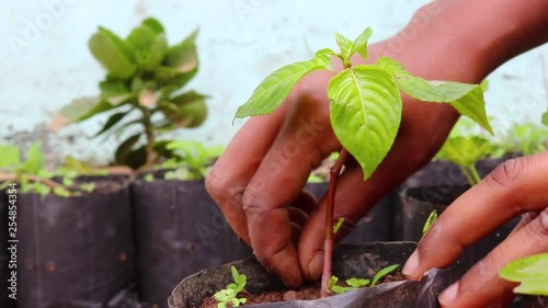 A female worker removing and cleaning weeds in balsam pot in backyard garden