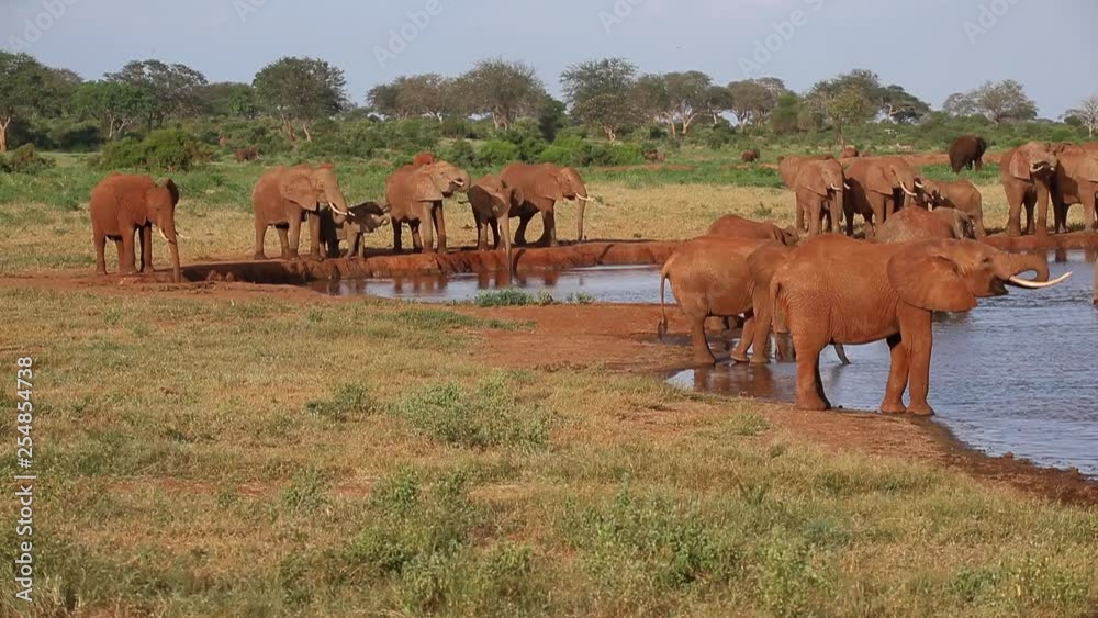 A lot of red elephant on the waterhole in Kenya A lot of red elephant on the waterhole in Kenya
