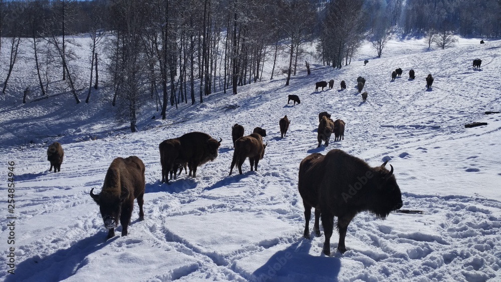 bison sanctuary. altai russia