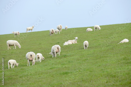 herd of sheep, sheep and lambs on meadow
