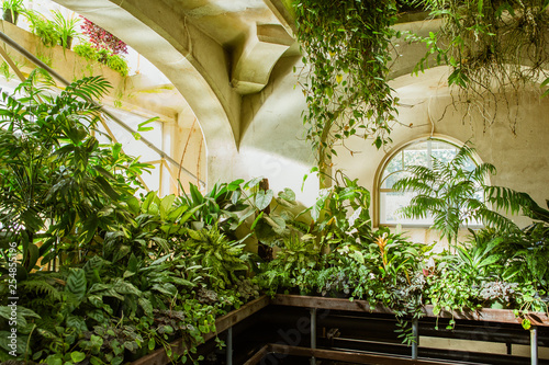 Tropical greenhouse glasshouse sunny interior full of natural lush green rain forest plants.  Indoor decorative plants. Botanical garden conservatory. Modern interior design.