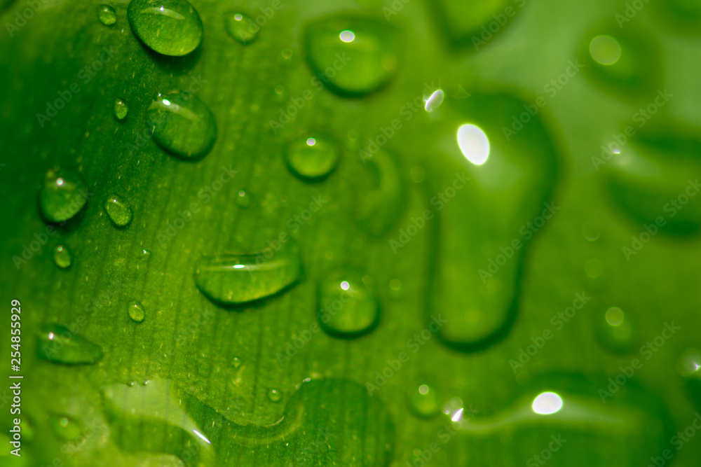 Water droplets on leaves.