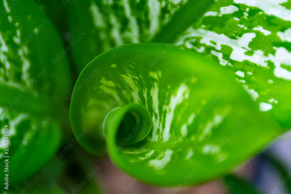 Fototapeta premium Close up the spiral of leaves.