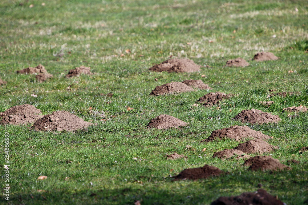 Taupinières au milieu des prés Taupinières au milieu des prés