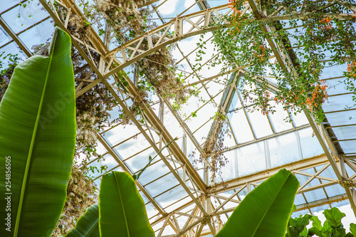Tropical greenhouse glasshouse sunny interior full of natural lush green rain forest plants.  Indoor decorative plants. Botanical garden conservatory. Modern interior design.