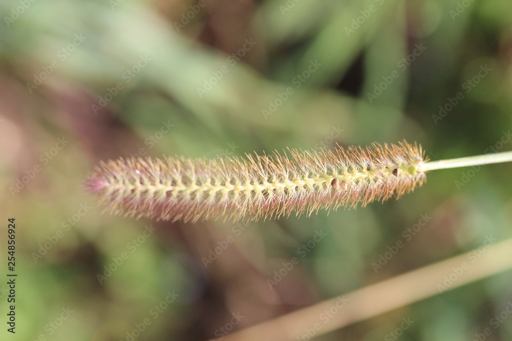 summer photos of flowers