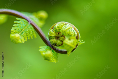 Close up the spiral of leaves.