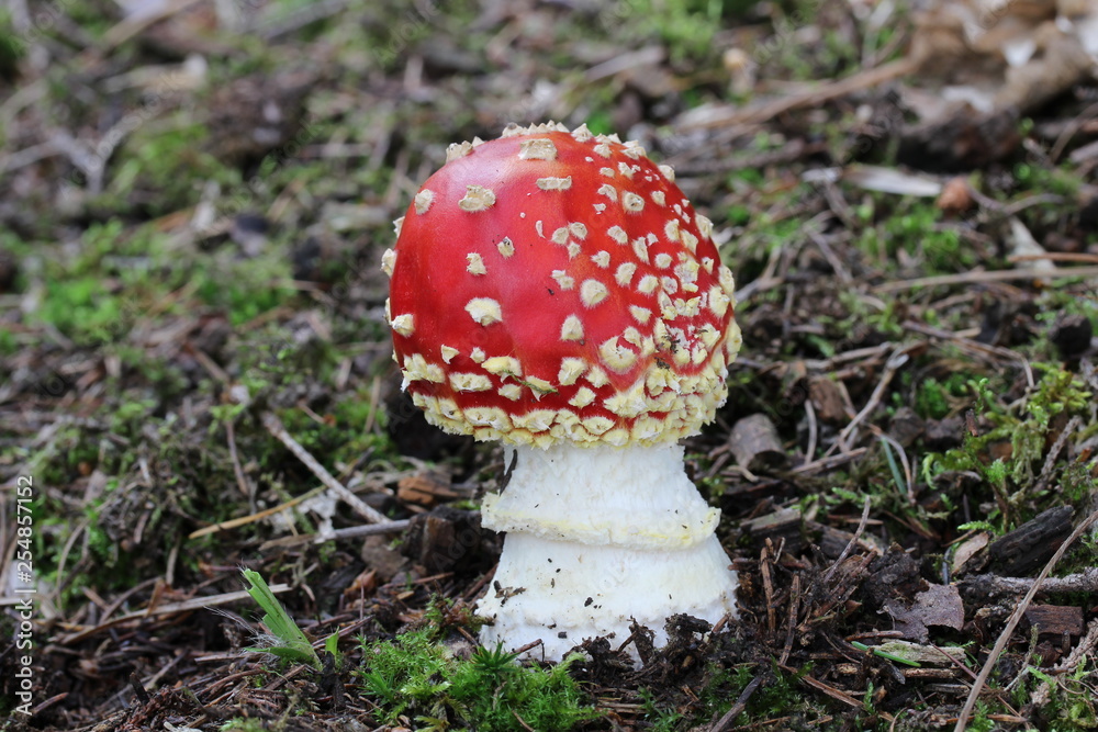 Mushrooms in the forest, photo Czech Republic, Europe Mushrooms in the forest, photo Czech Republic, Europe