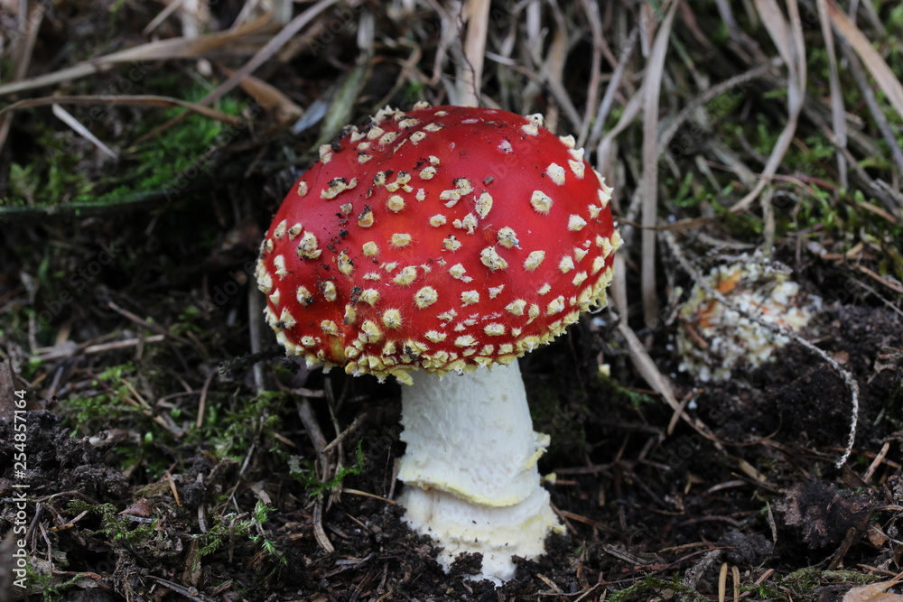 Mushrooms in the forest, photo Czech Republic, Europe Mushrooms in the forest, photo Czech Republic, Europe