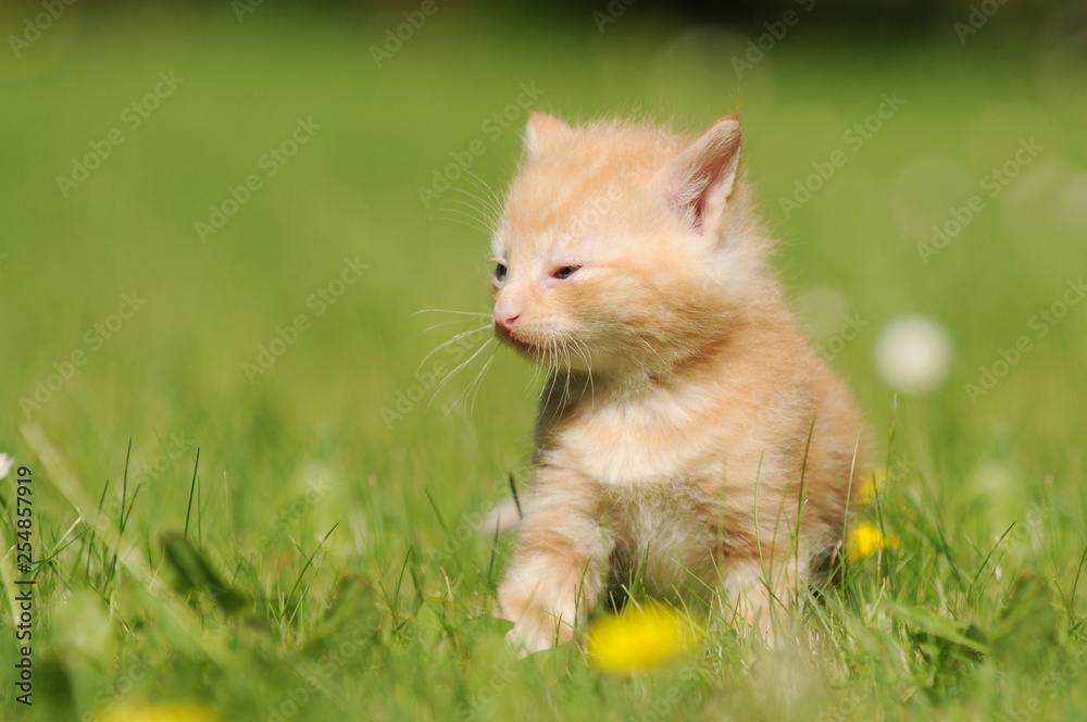 red kitten sitting on meadow