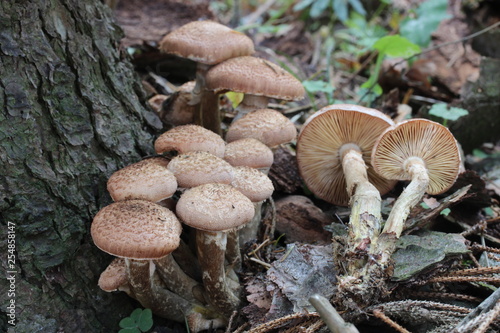 Mushrooms in the forest, photo Czech Republic, Europe