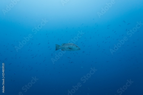 A big grouper lonesome swimming in the pelagic sea with a fish swarm in the background above the reef of the tropical island Bonaire © Jürgen Barth