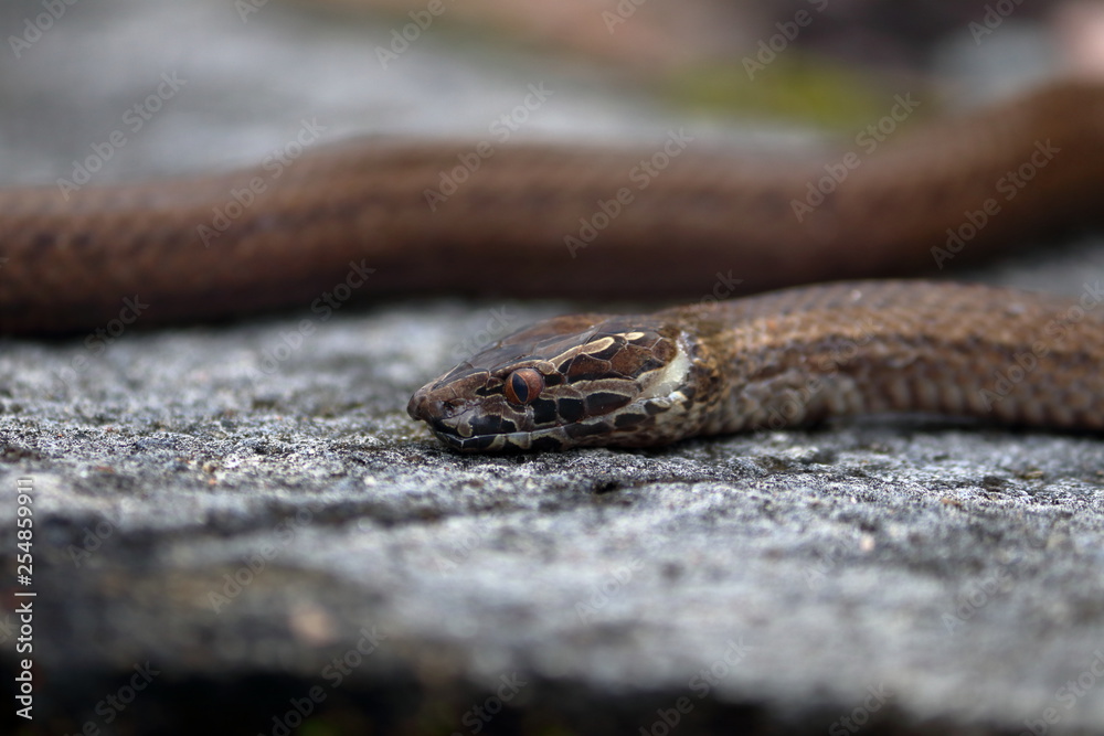 Obraz premium seychelles snake